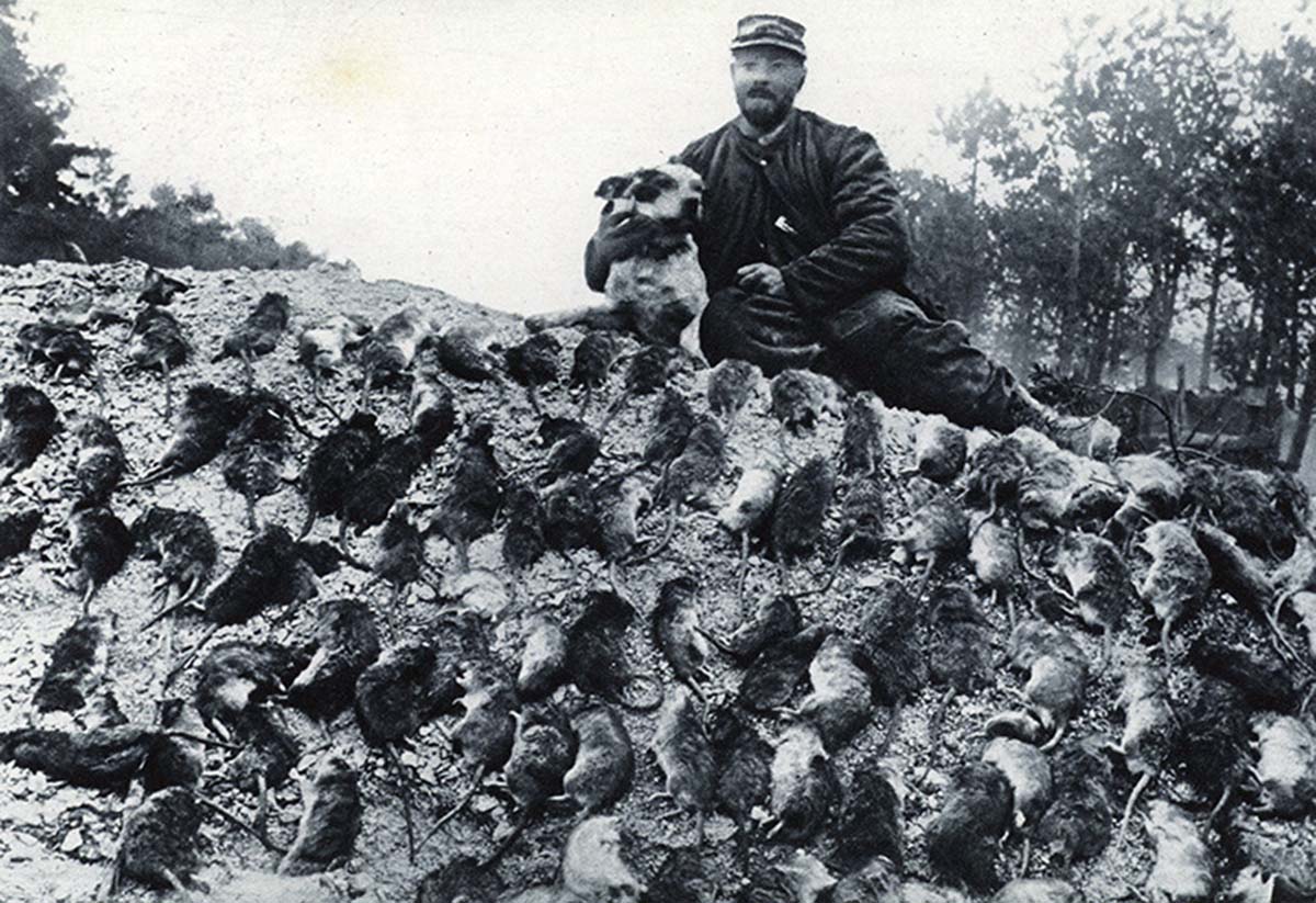 The plague of rats in the French trenches. An official rat-catcher, with his dog, and their bag. Illustration for The Illustrated War News, February 1916.