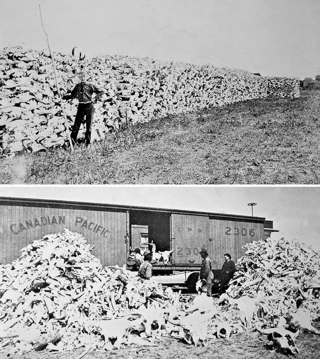 Bison bones were used in refining sugar, and in making fertilizer and fine bone china.