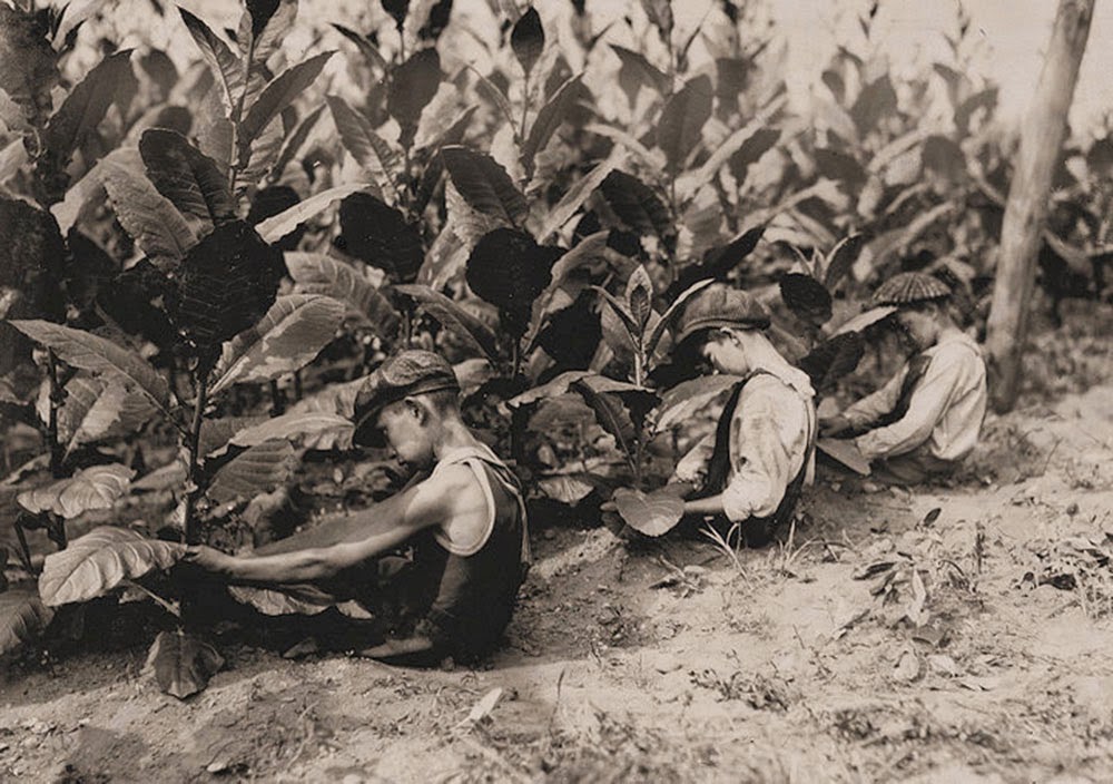 Field and Farm Work: Three boys, one of 13 yrs., two of 14 yrs., picking shade-grown tobacco on Hackett Farm. The