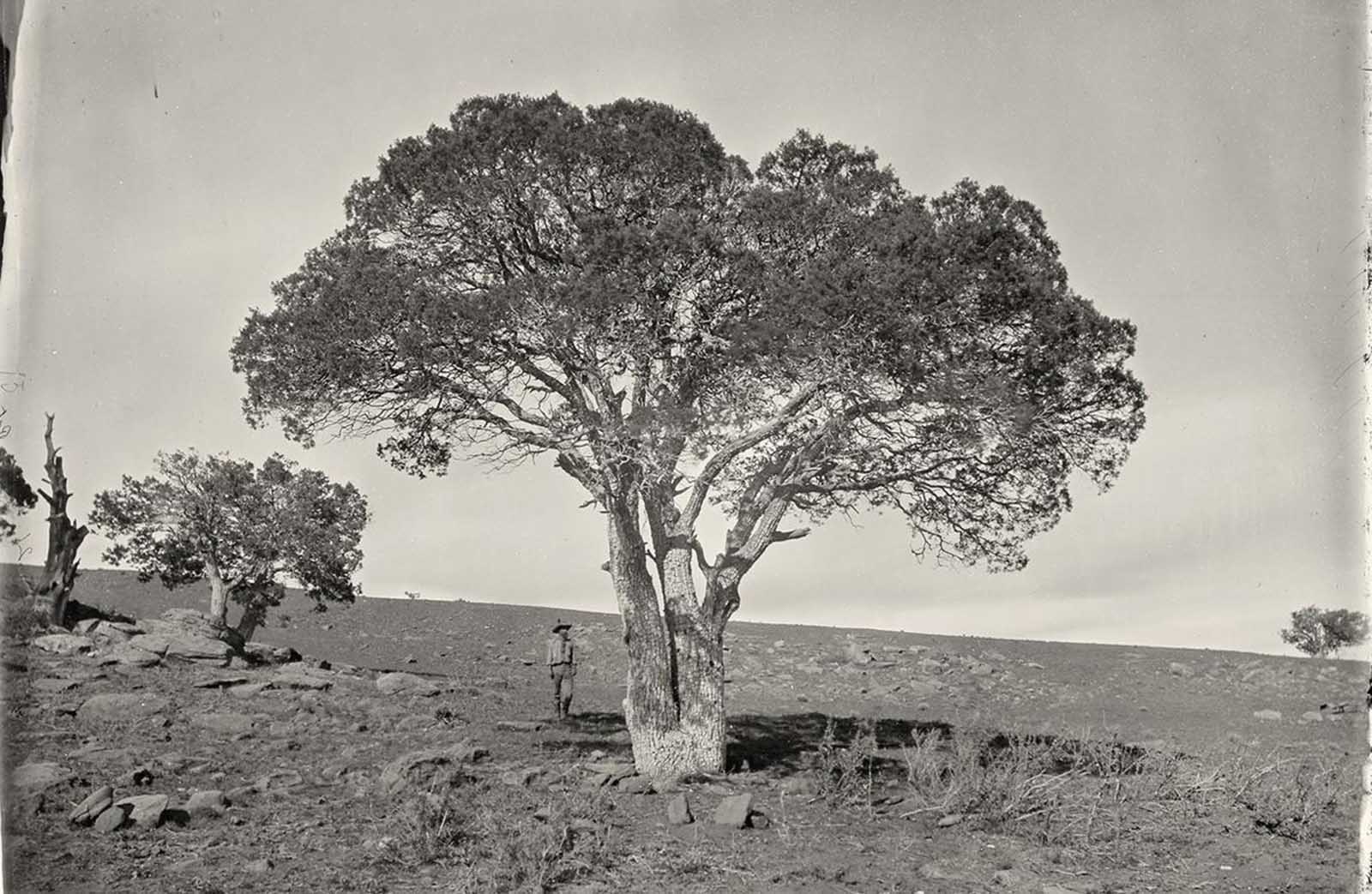 Oak Grove, White Mountains, Sierra Blanca, Arizona in 1873.