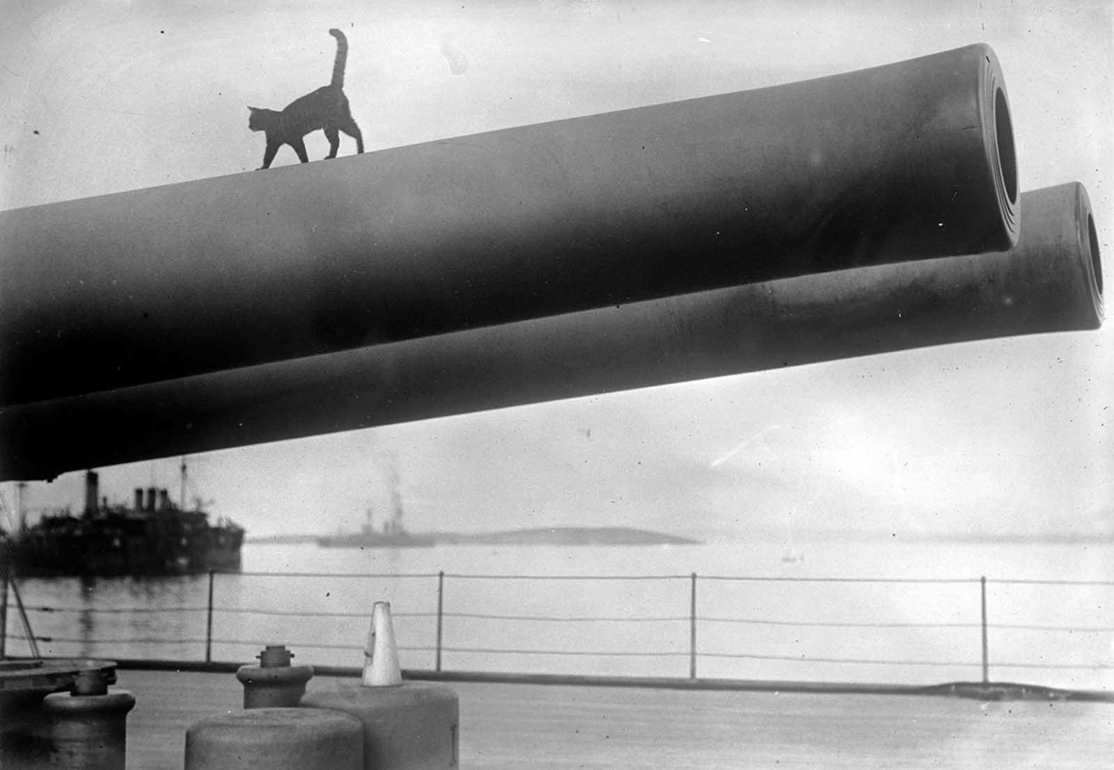 A cat, the mascot of the HMS Queen Elizabeth, walks along the barrel of a 15-inch gun on deck, in 1915.