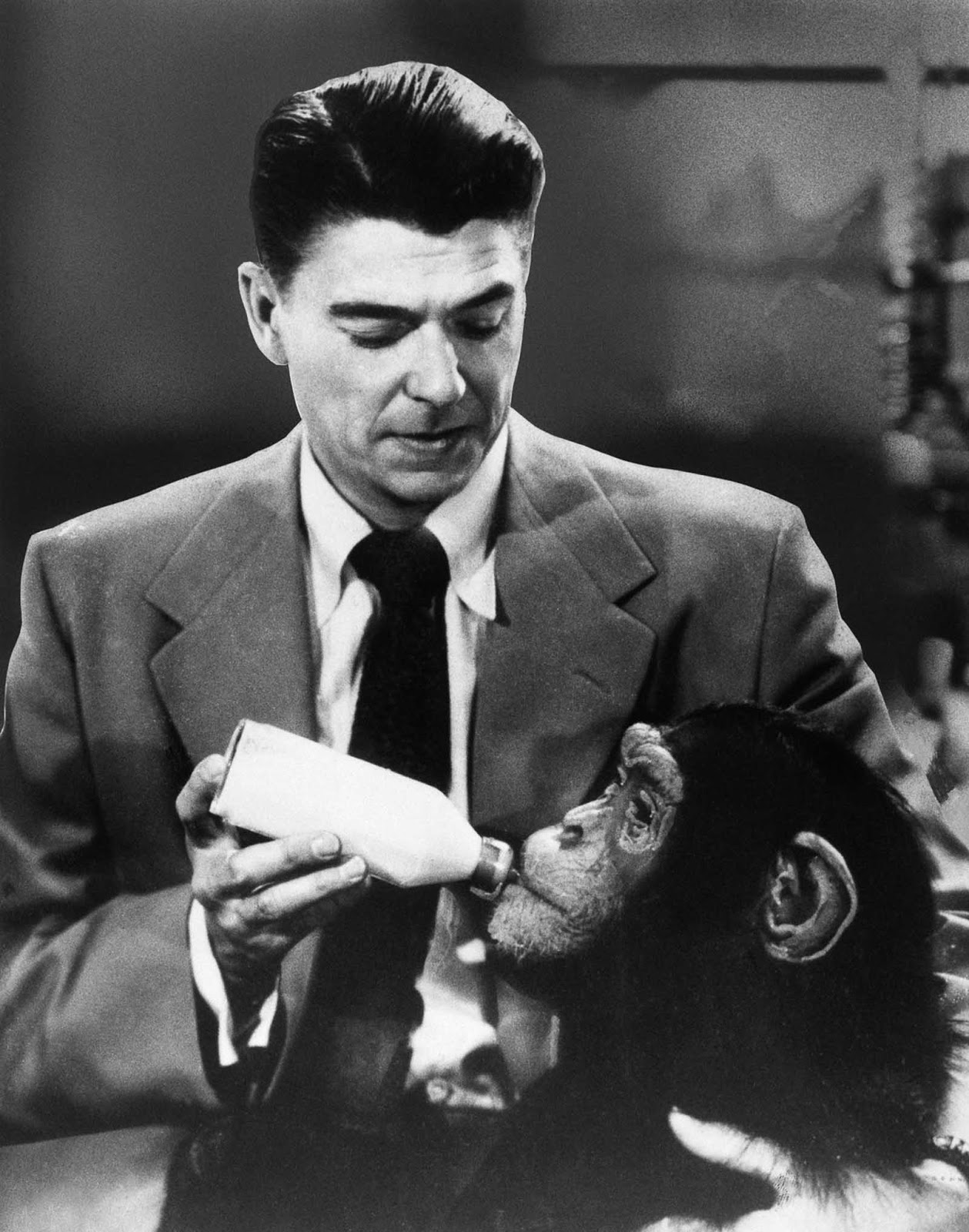 Reagan feeds his simian costar in Bedtime for Bonzo. 1951.