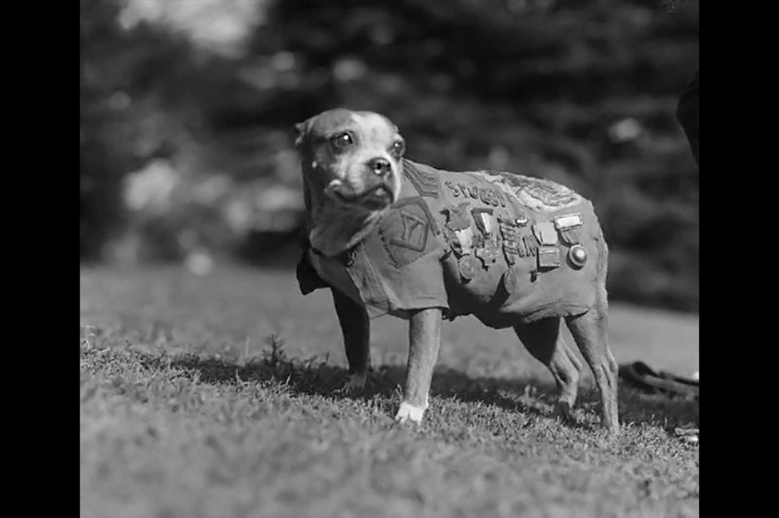 Sergeant Stubby was the most decorated war dog of World War I and the only dog to be promoted to sergeant through combat. The Boston Bull Terrier started out as the mascot of the 102nd Infantry, 26th Yankee Division, and ended up becoming a full-fledged combat dog. Brought up to the front lines, he was injured in a gas attack early on, which gave him a sensitivity to gas that later allowed him to warn his soldiers of incoming gas attacks by running and barking. He helped find wounded soldiers, even captured a German spy who was trying to map allied trenches. Stubby was the first dog ever given rank in the United States Armed Forces, and was highly decorated for his participation in seventeen engagements, and being wounded twice.