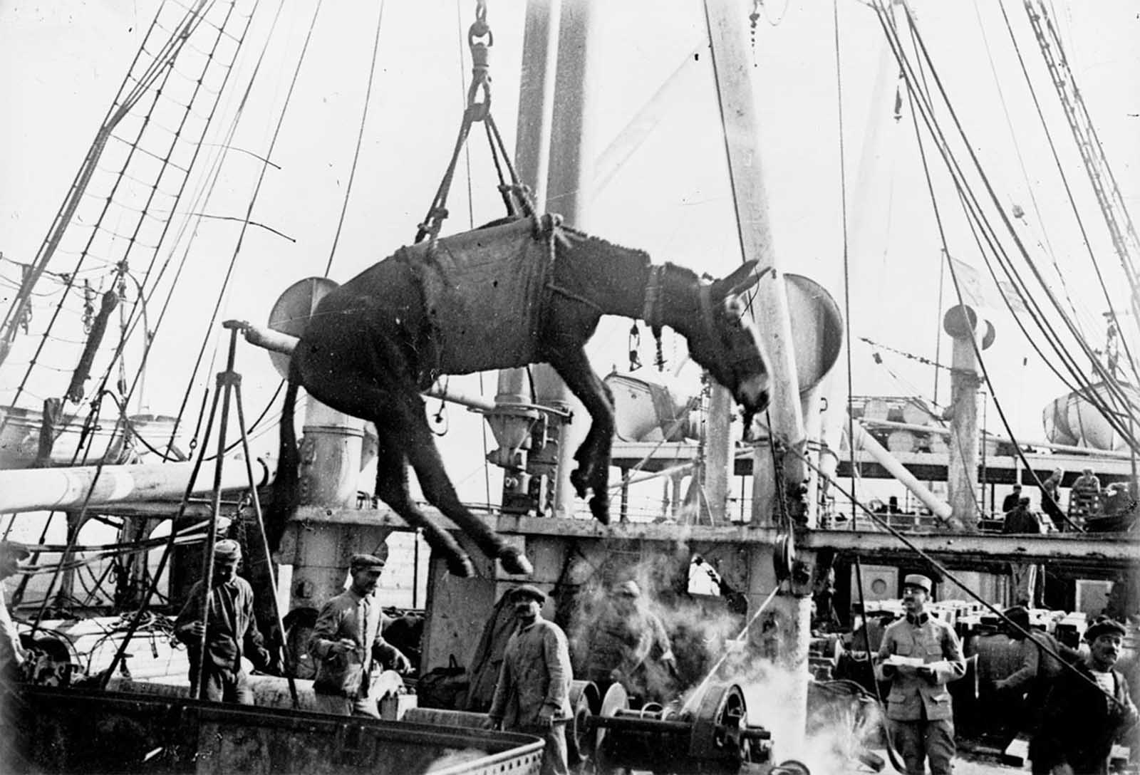 Unloading a mule in Alexandria, Egypt, in 1915. The escalating warfare drove Britain and France to import horses and mules from overseas by the hundreds of thousands. Vulnerable transport ships were frequent targets of the German Navy, sending thousands of animals to the bottom of the sea.