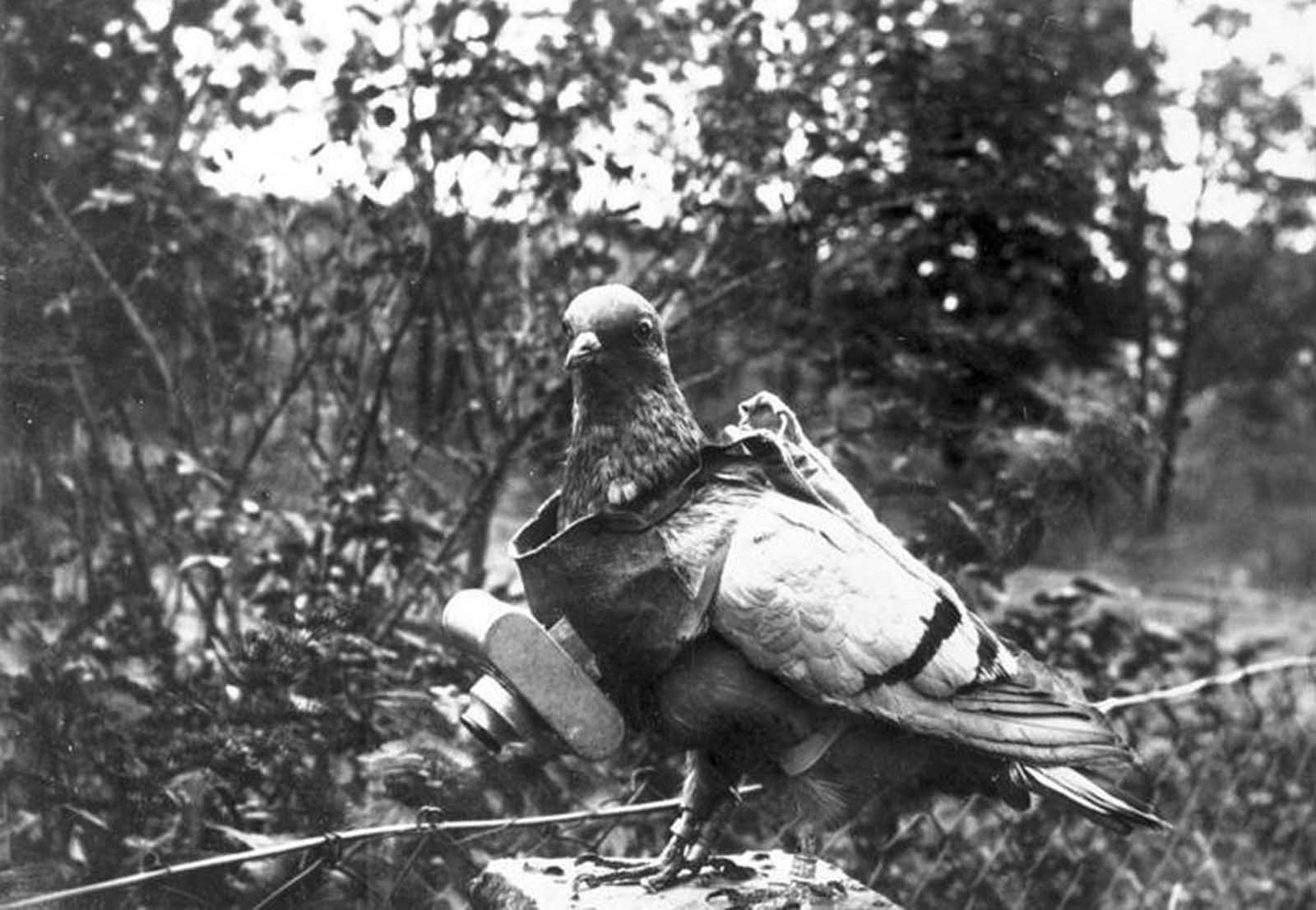 A pigeon with a small camera attached. The trained birds were used experimentally by German citizen Julius Neubronner, before and during the war years, capturing aerial images when a timer mechanism clicked the shutter.