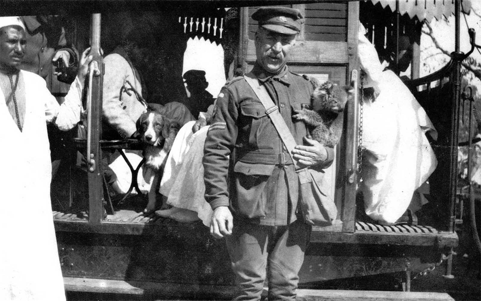 A corporal, probably on the staff of the 2nd Australian general hospital, holds a koala, a pet or mascot in Cairo, in 1915.