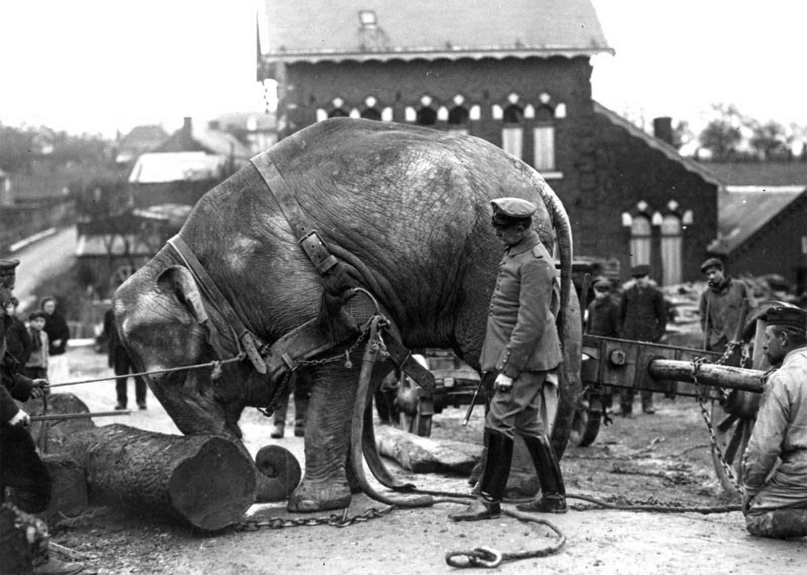 An Indian elephant, from the Hamburg Zoo, used by Germans in Valenciennes, France to help move tree trunks in 1915. As the war dragged on, beasts of burden became scarce in Germany, and some circus and zoo animals were requisitioned for army use.