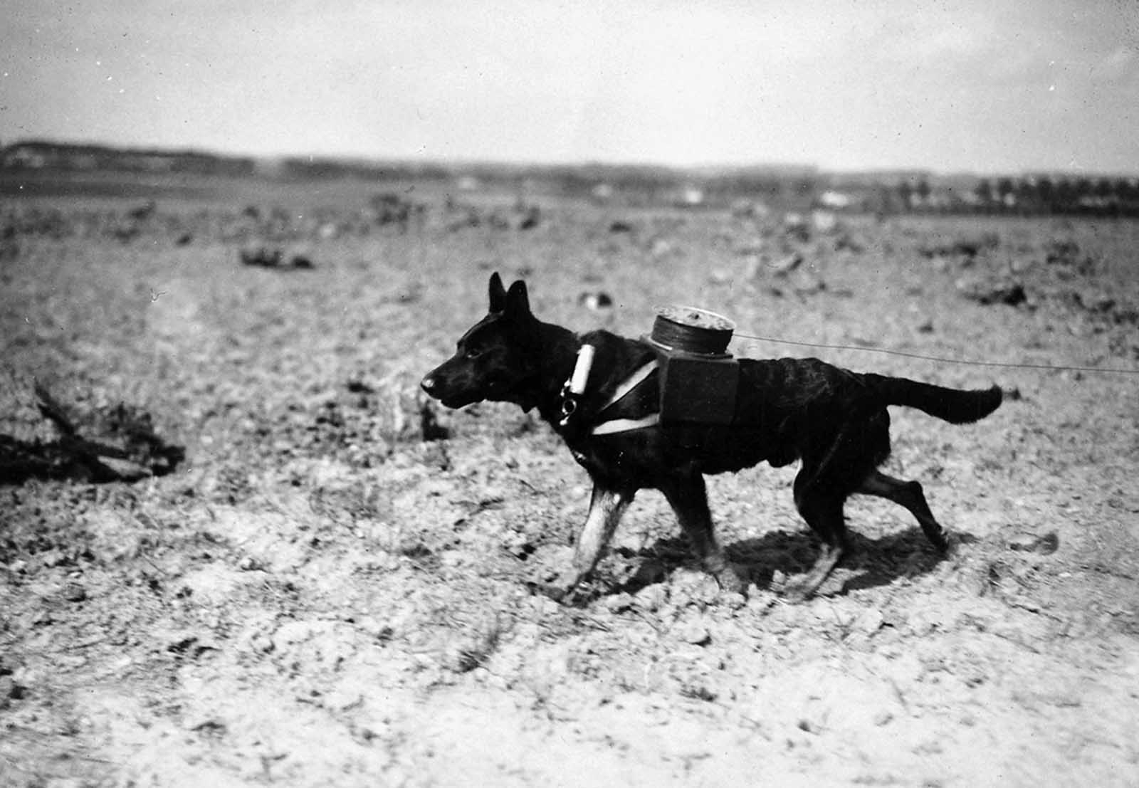 A messenger dog with a spool attached to a harness for laying out new electric line in September of 1917.