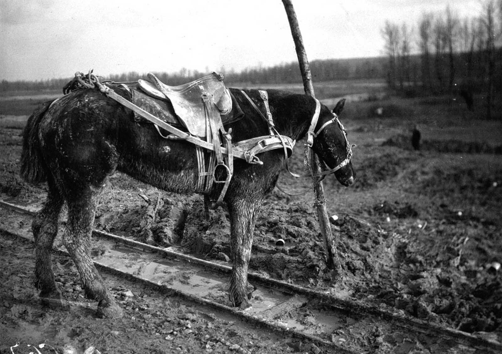 A draft horse hitched to a post, its partner just killed by shrapnel, 1916.
