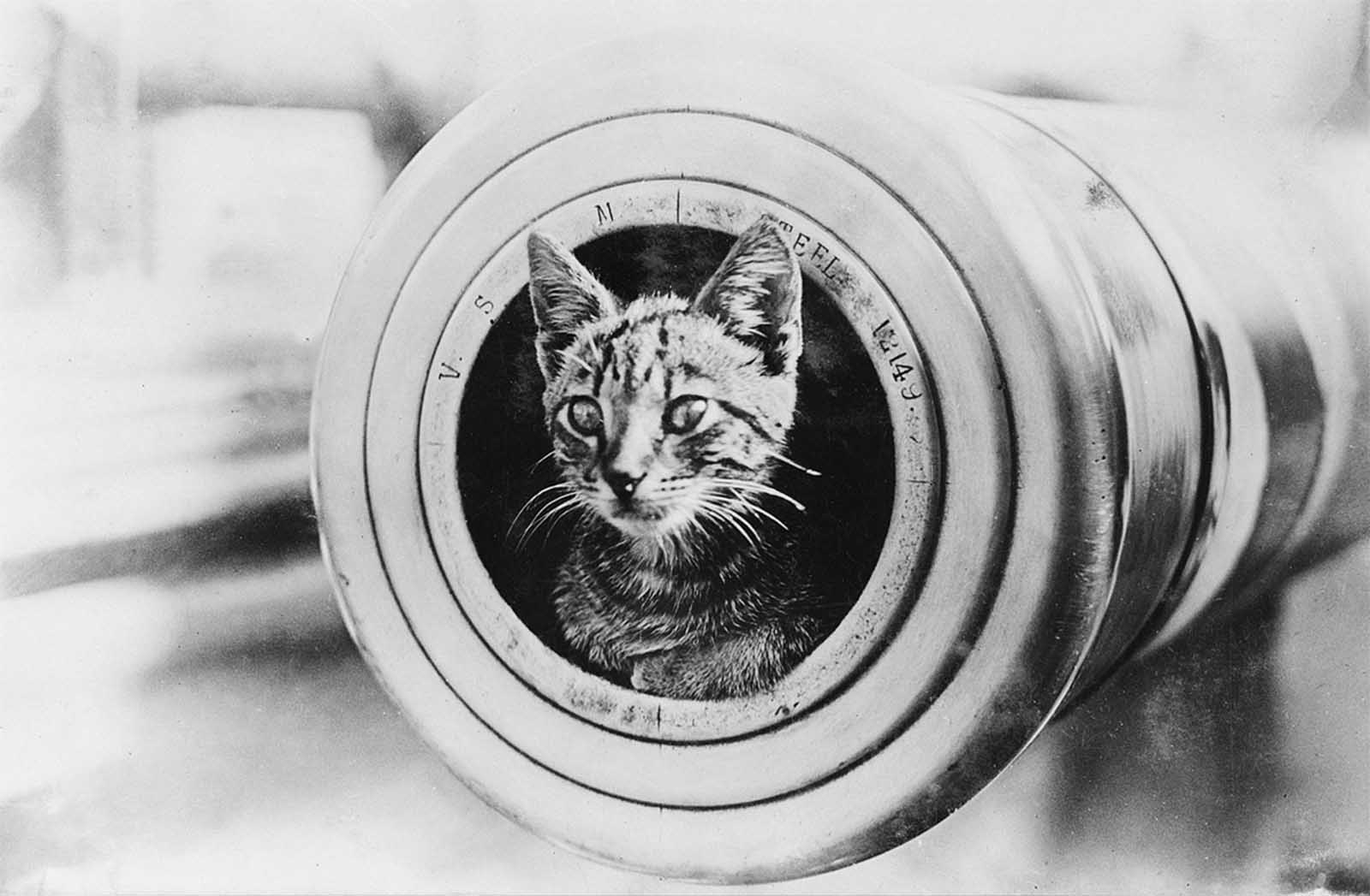 The feline mascot of the light cruiser HMAS Encounter, peering from the muzzle of a 6-inch gun.
