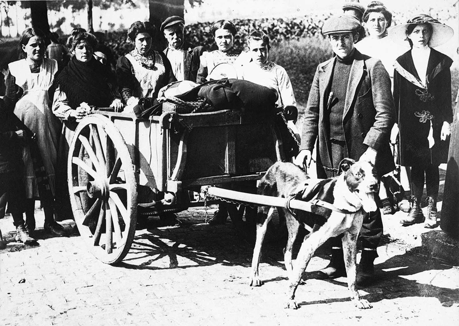 Belgian refugees leaving Brussels, their belongings in a wagon pulled by a dog, 1914.