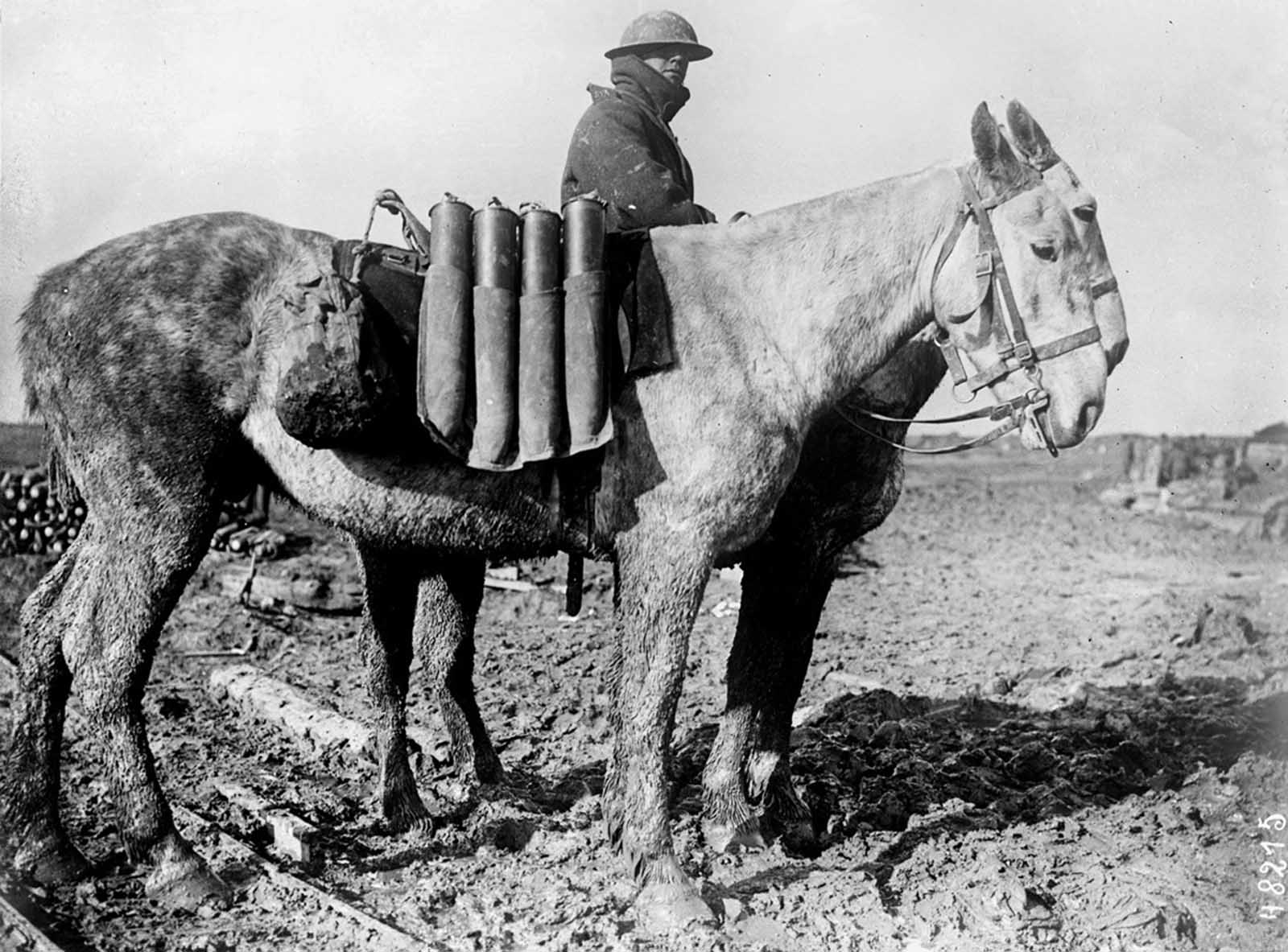 Western Front, shells carried on horseback, 1916.