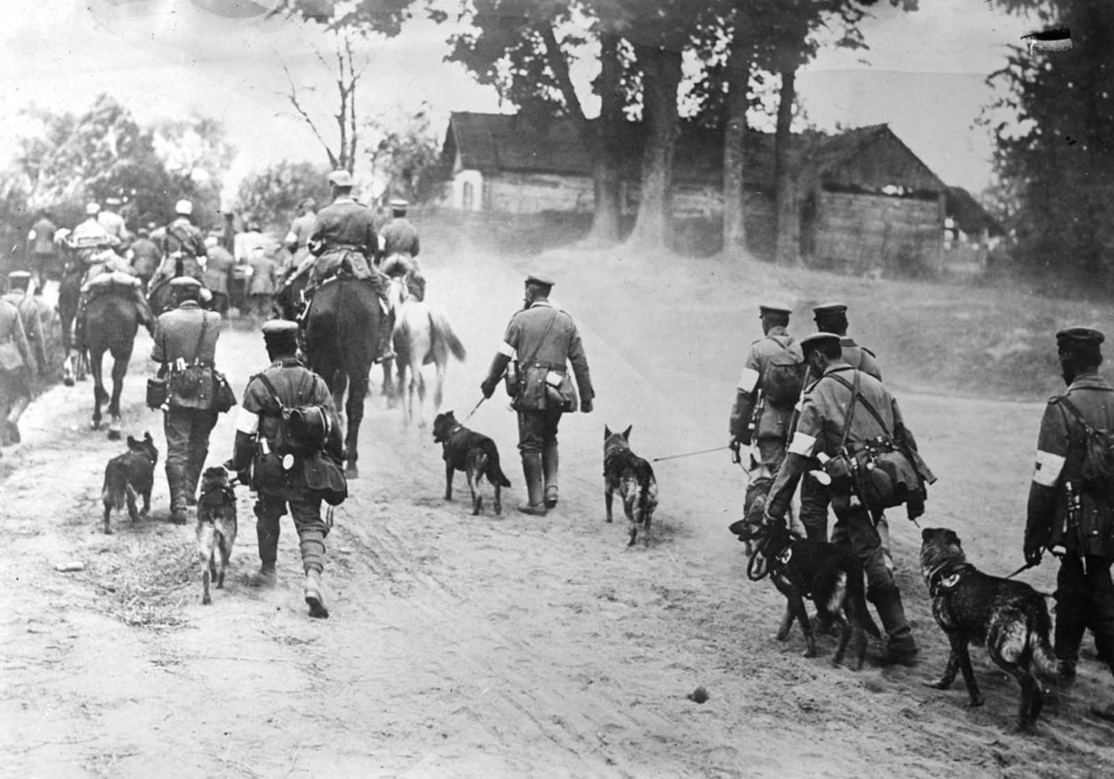 German Red Cross Dogs head to the front.
