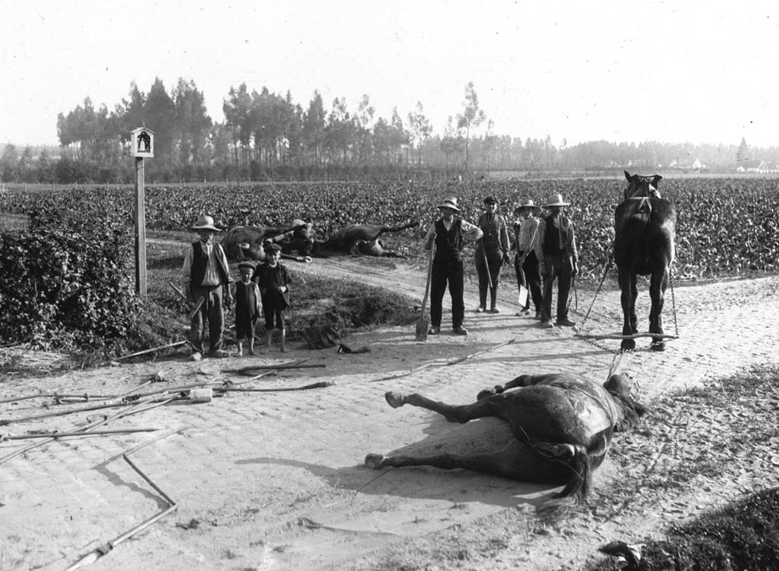 In Belgium, after the Battle of Haelen, a surviving horse is used in the removal of dead horses killed in the conflict, 1914.