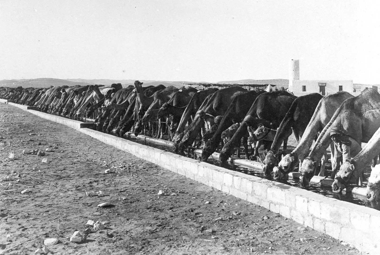 Camels line a huge watering station, Asluj, Palestinian campaign, 1916.