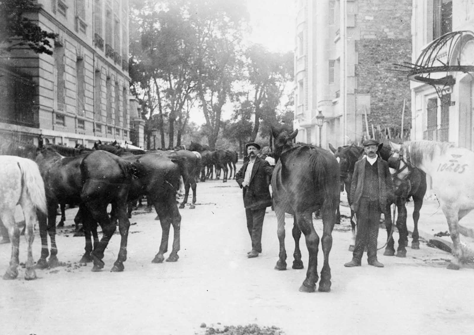 Horses requisitioned for the war effort in Paris, France, ca. 1915. Farmers and families on the home front endured great hardship when their best horses were taken for use in the war.