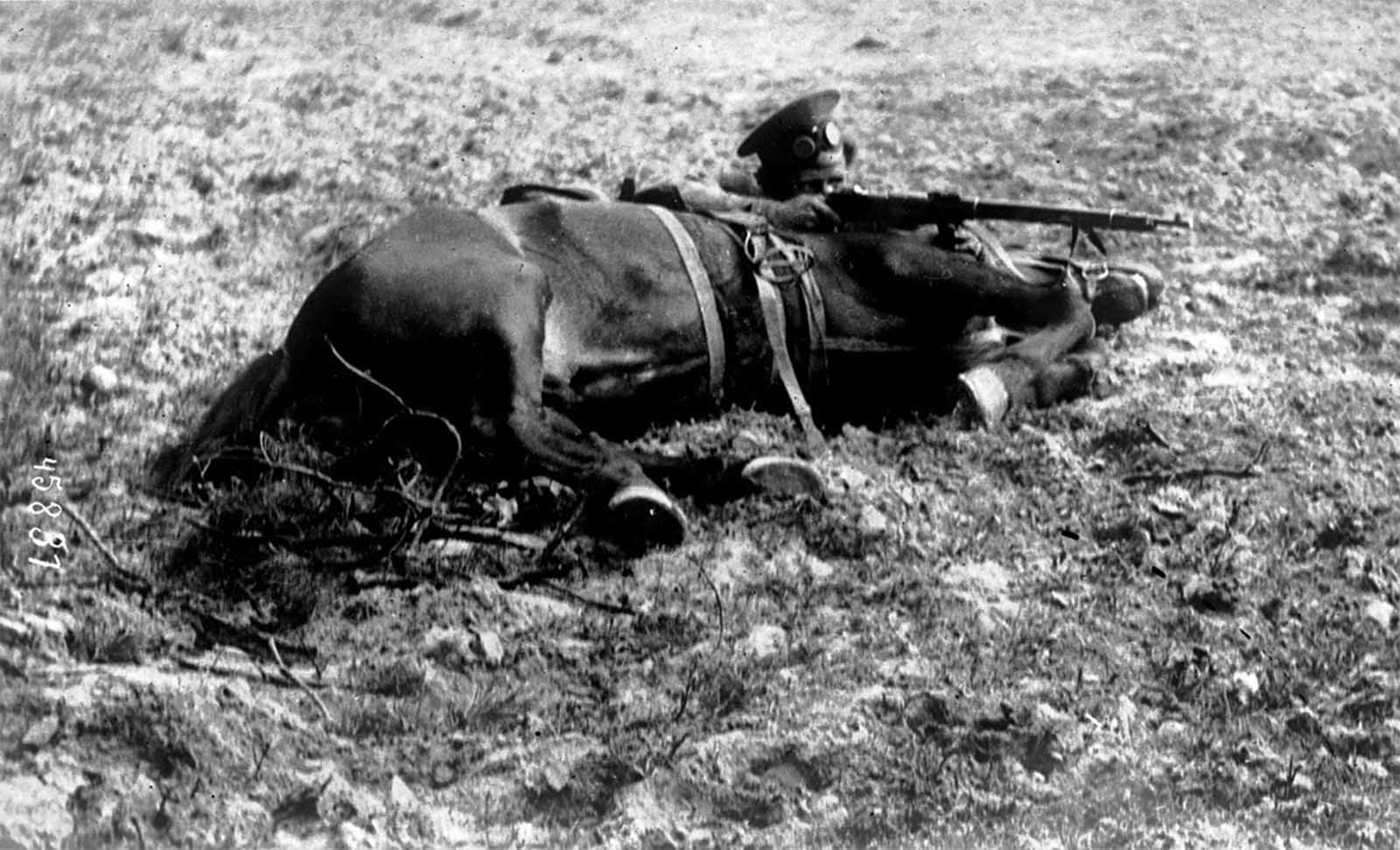 A Russian Cossack, in firing position, behind his horse, 1915.