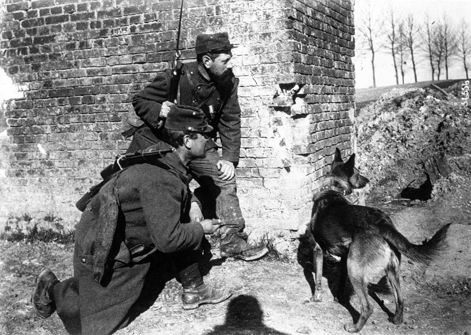 A dog trained to search for wounded soldiers while under fire, 1915.