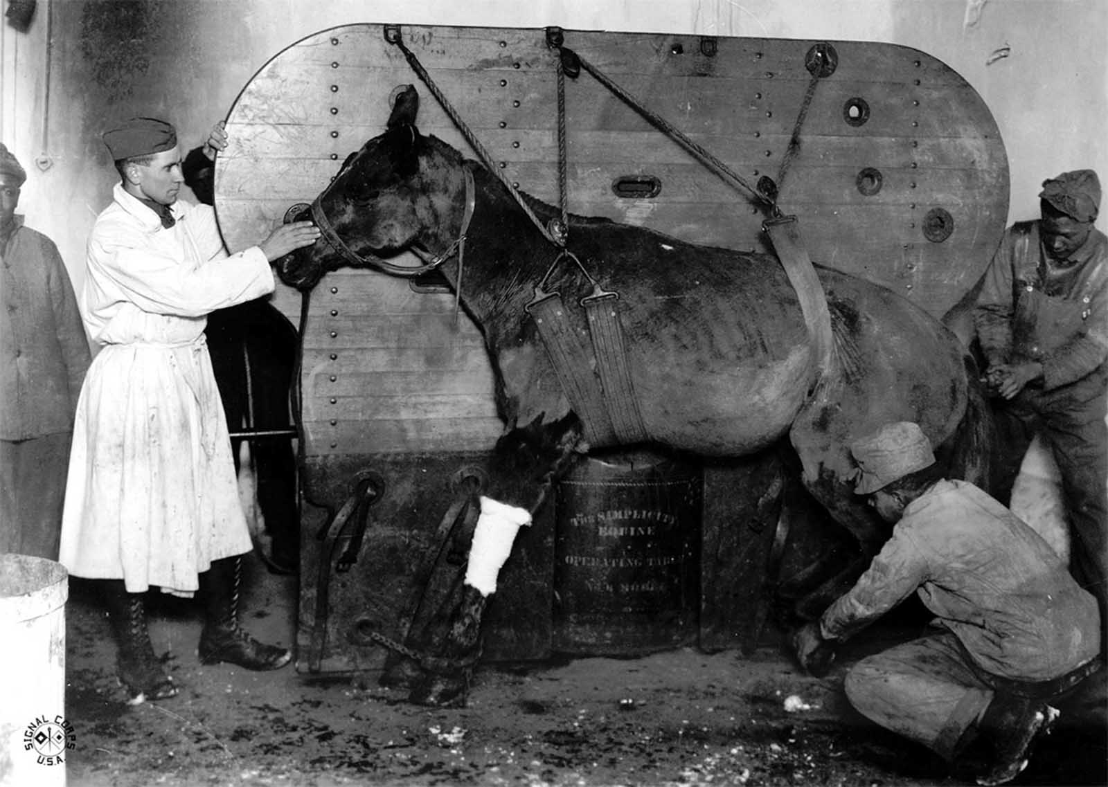 A horse strapped and being lowered into position to be operated on for a gunshot wound by 1st LT Burgett. Le Valdahon, Doubs, France.