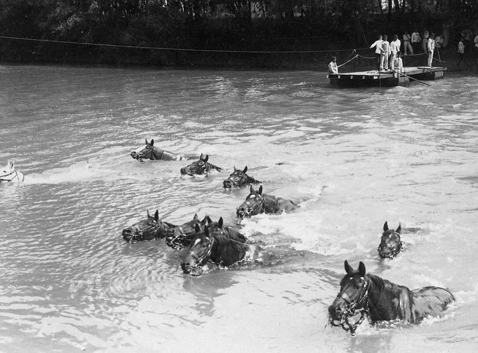 French cavalry horses swim across a river in northern France.