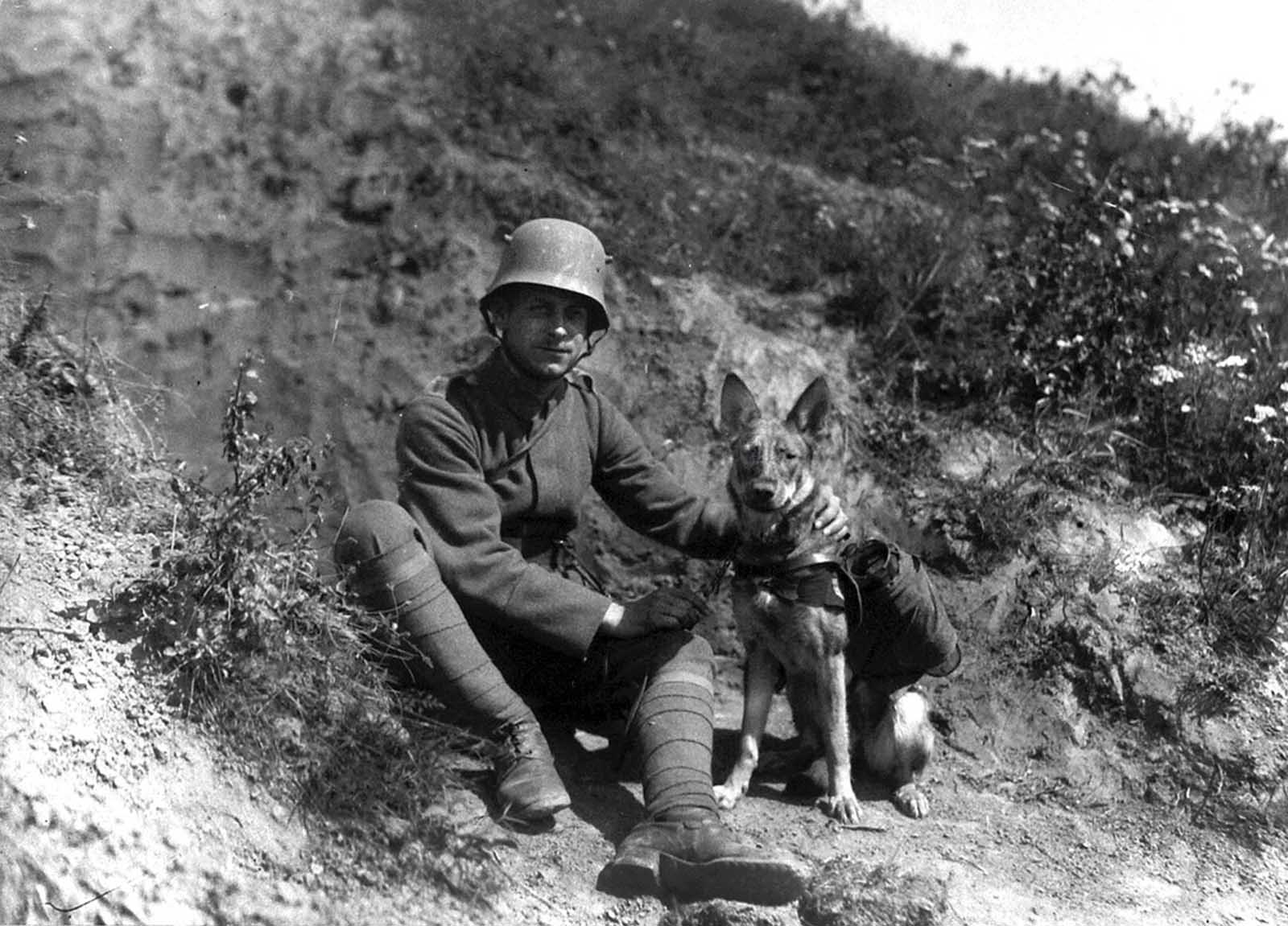 War animals carrying war animals -- at a carrier pigeon communication school at Namur, Belgium, a dispatch dog fitted with a pigeon basket for transporting carrier pigeons to the front line.
