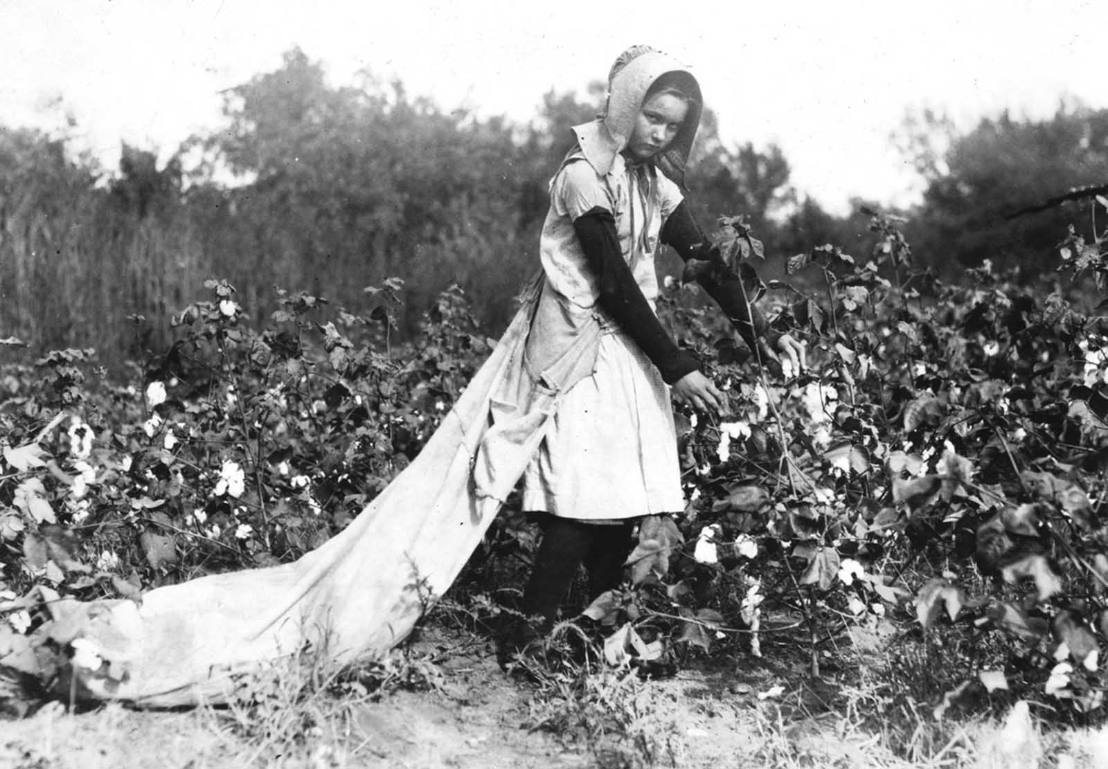 Callie Campbell, 11 years old, picks 75 to 125 pounds of cotton a day, and totes 50 pounds of it when sack gets full.