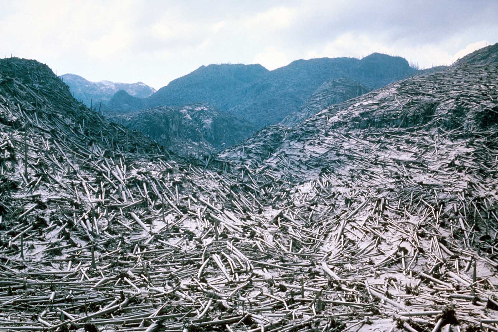 Aerial view of timber blowdown, destroyed by the May 18 eruption of Mount St. Helens, in Skamania County, Washington, on June 8, 1980.