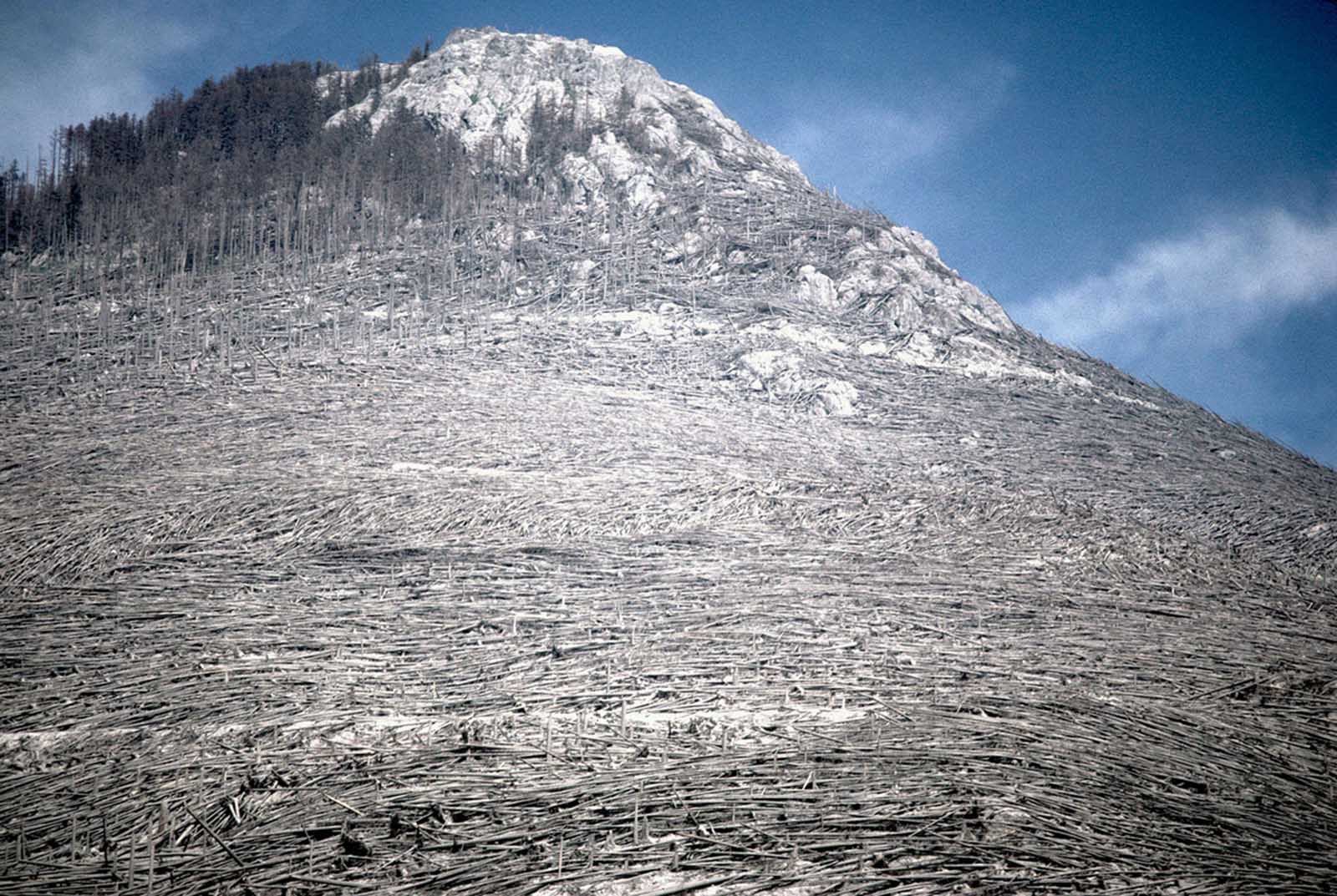 Blowdown of trees from the May 18, 1980, eruption of Mount St. Helens, viewed on August 22, 1980. 