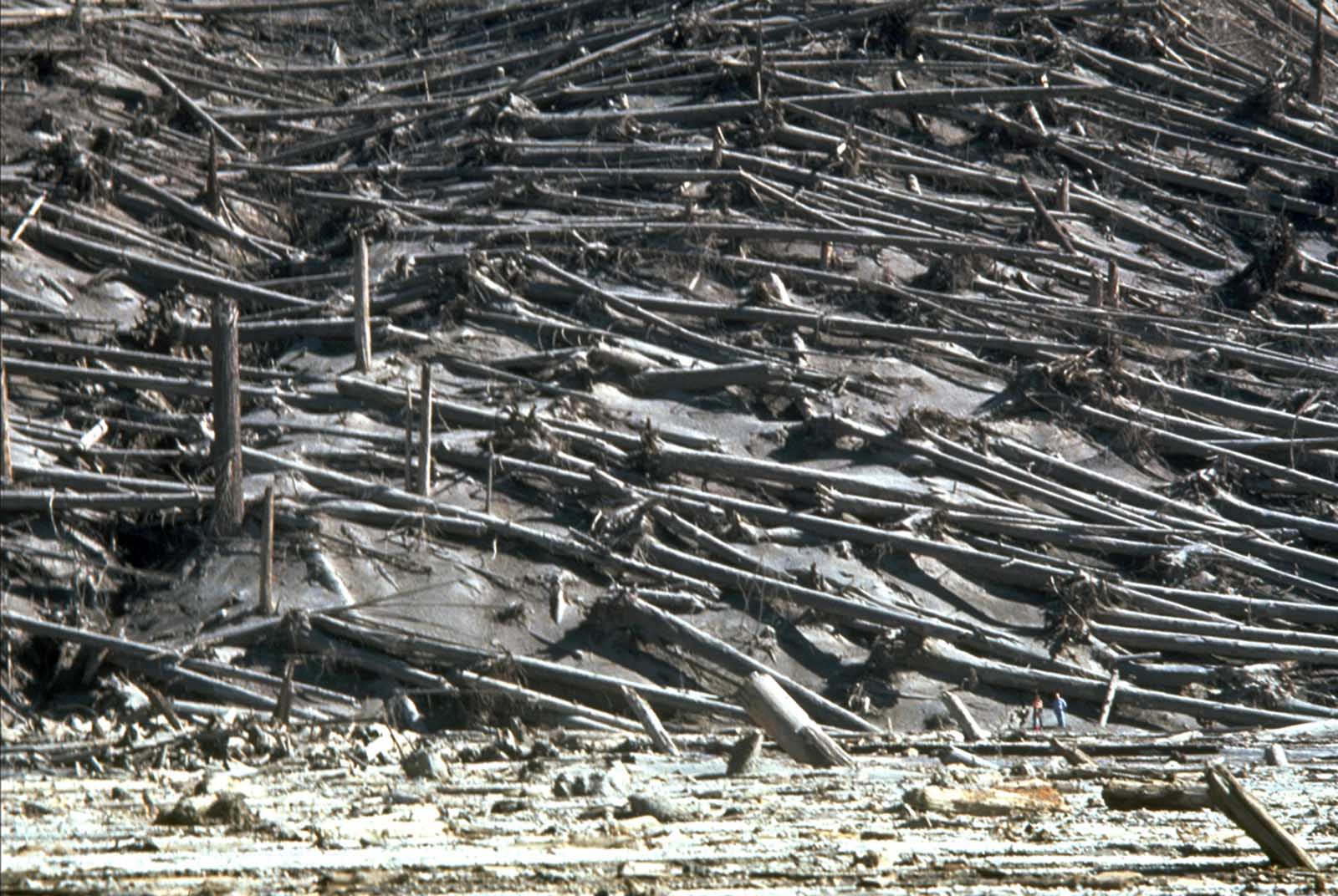 The slopes of Smith Creek valley, east of Mount St. Helens, show trees blown down by the May 18, 1980 lateral blast. Two U.S. Geological Survey scientists (lower right) give scale. The direction of the blast—shown here from left to right—is apparent in the alignment of the downed trees. Over four billion board feet of usable timber, enough to build 150,000 homes, was damaged or destroyed.