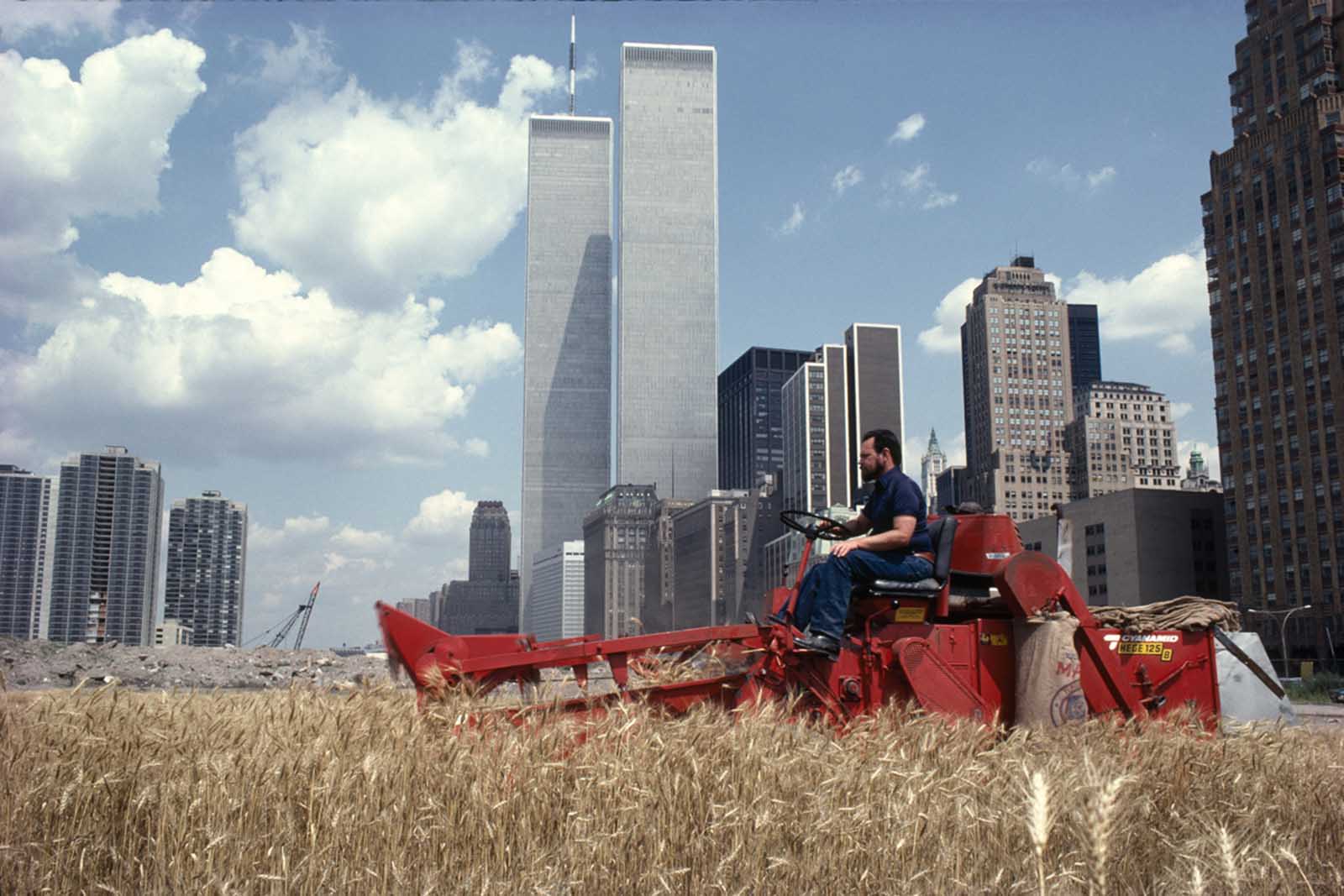 The harvest.