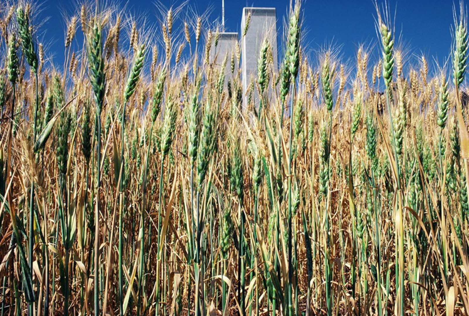 Green wheat growing up.