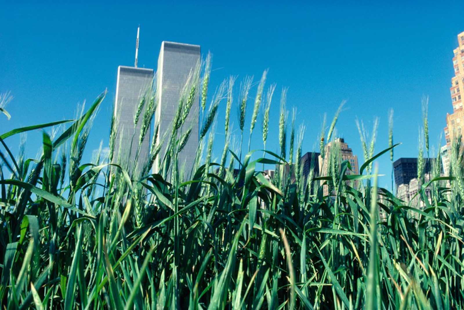 Green wheat.