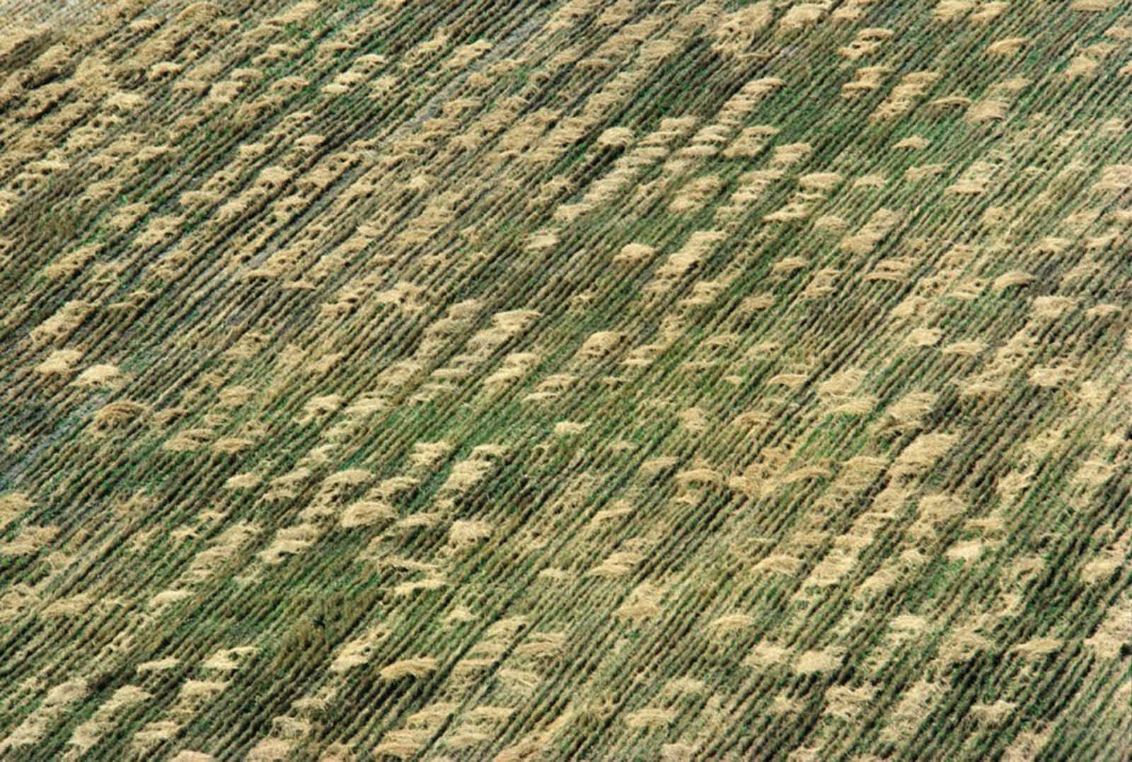 Aerial view.