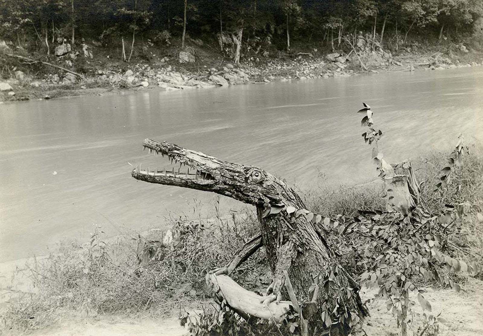 An alligator carved from a tree stump by a German internee.