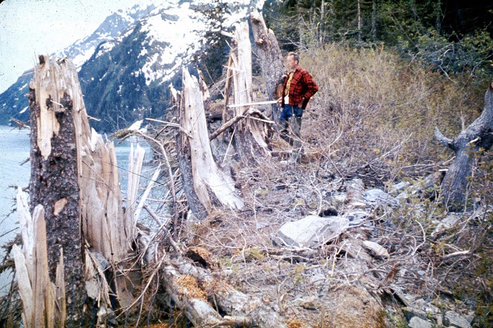 Trees up to 24 inches in diameter and 100 feet above sea level were broken and splintered by the surge wave generated by an underwater landslide in Port Valdez on Prince William Sound.