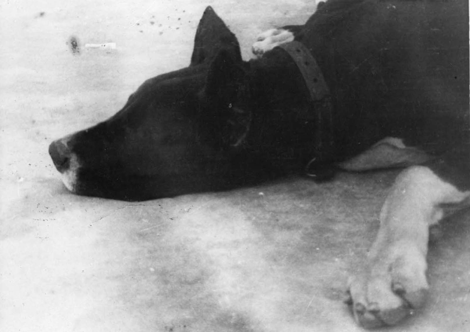 One of Goeth's dog. His two dogs, Rolf and Ralf, were trained to tear inmates to death.