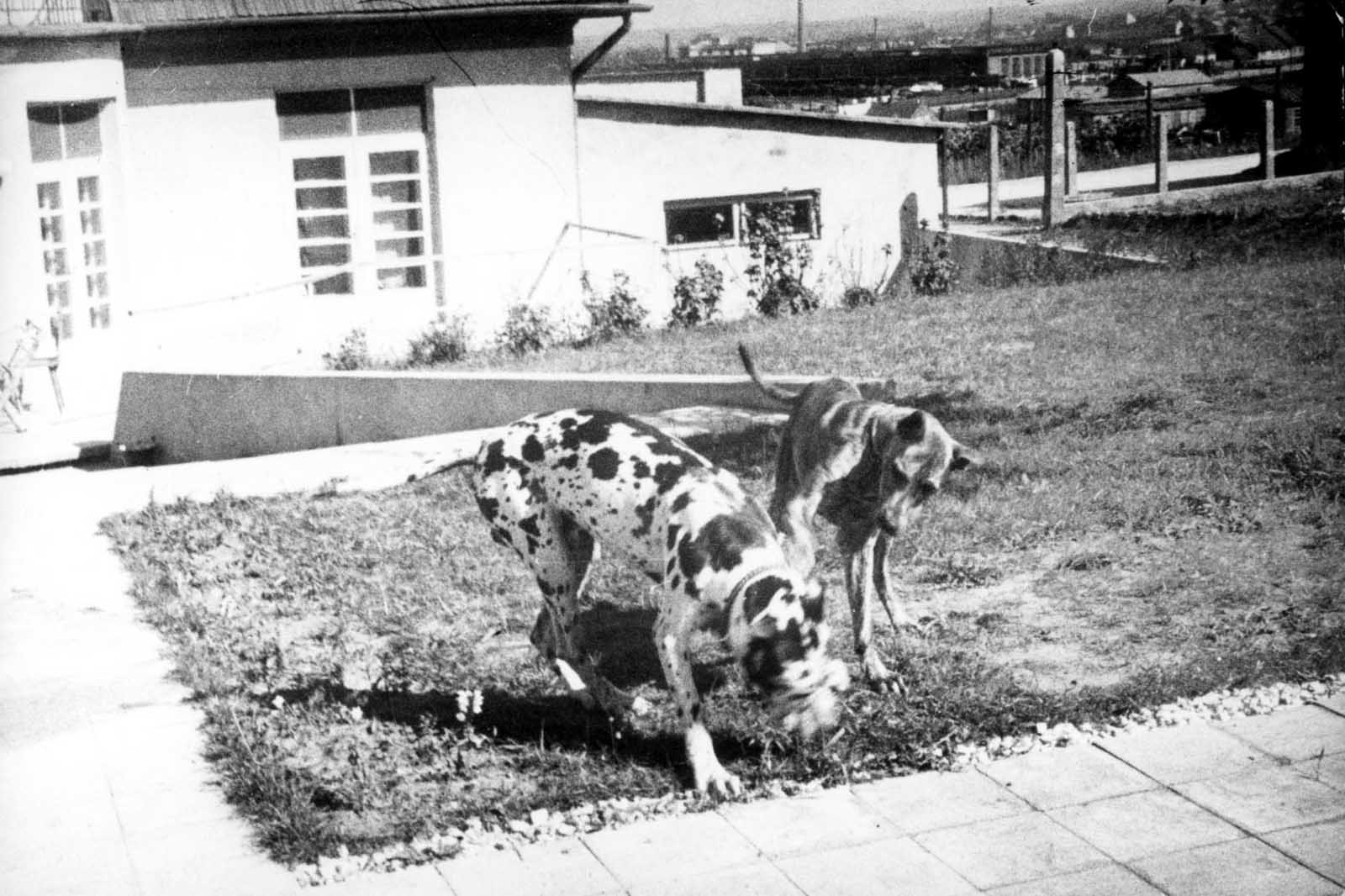 Commandant Amon Goeth's dog (Rolf) together with another dog. Arthur Kuhnreich, a Holocaust survivor: