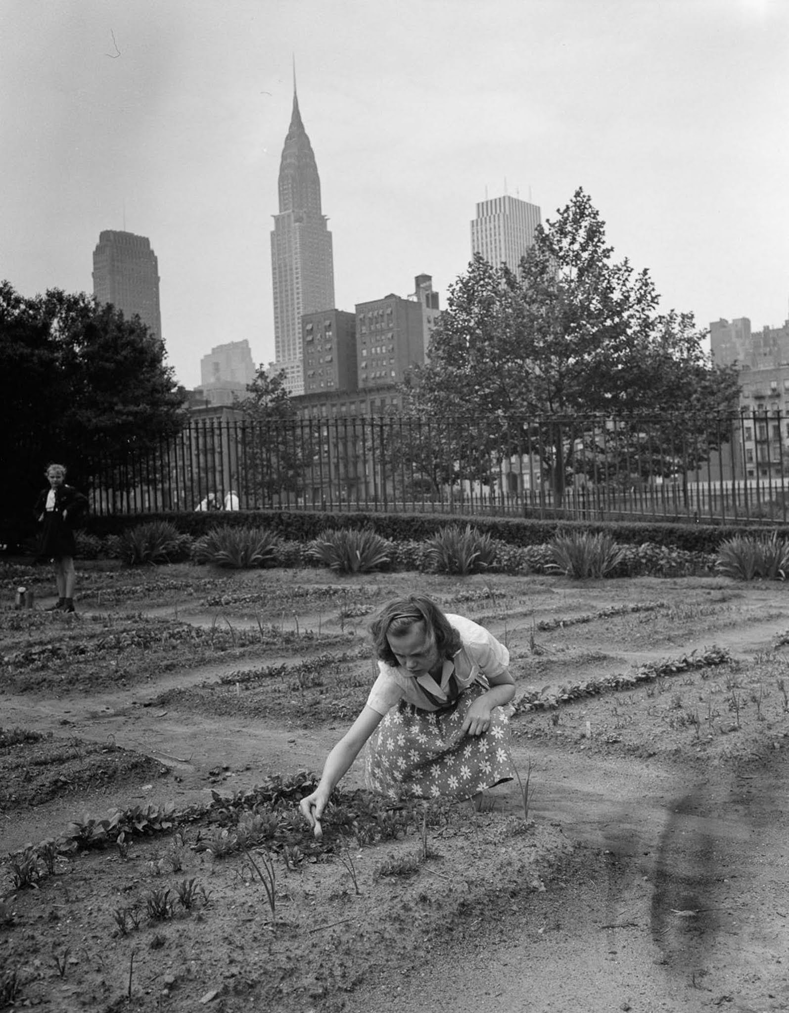 A girl tends a victory garden at a school on 1st Avenue. Victory gardens, also called war gardens or food gardens for defense, were vegetable, fruit, and herb gardens planted at public parks in support of the Allied troops.