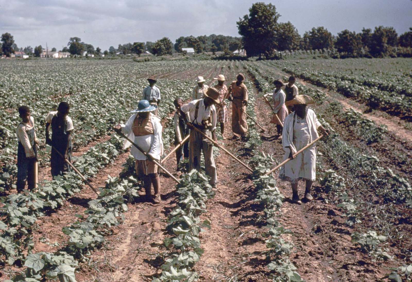 Workers tend crops at Bayou Bourbeau plantation, a Farm Security Administration cooperative in Louisiana. 1940.