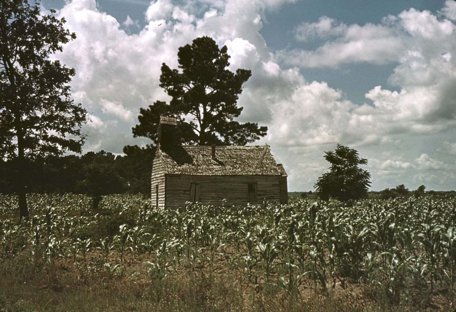 A church in a cornfield in Manning, South Carolina. 1939.