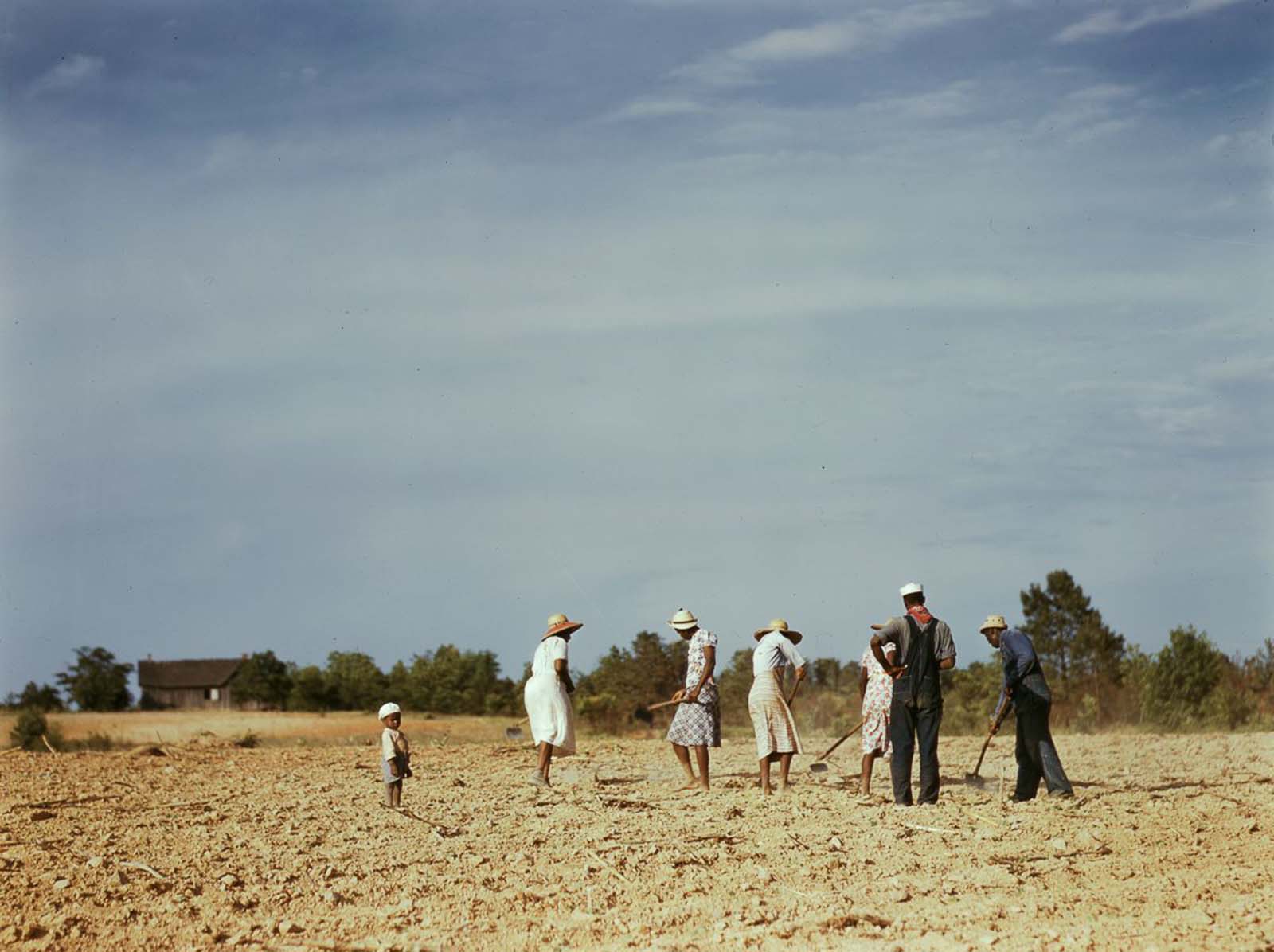 Sharecroppers chop cotton on rented land near White Plains, Georgia.