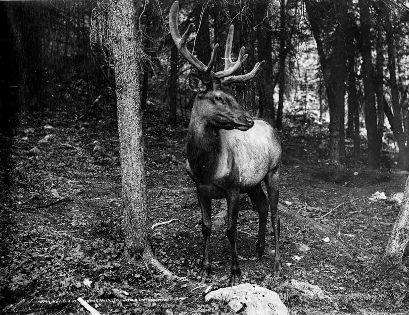 early visitors america national parks photographs