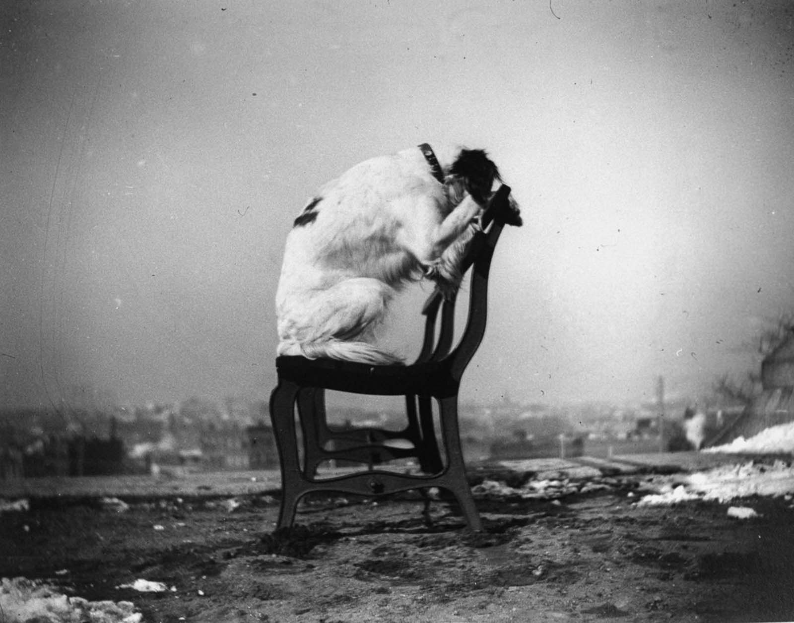 new york city photographs wallace levison