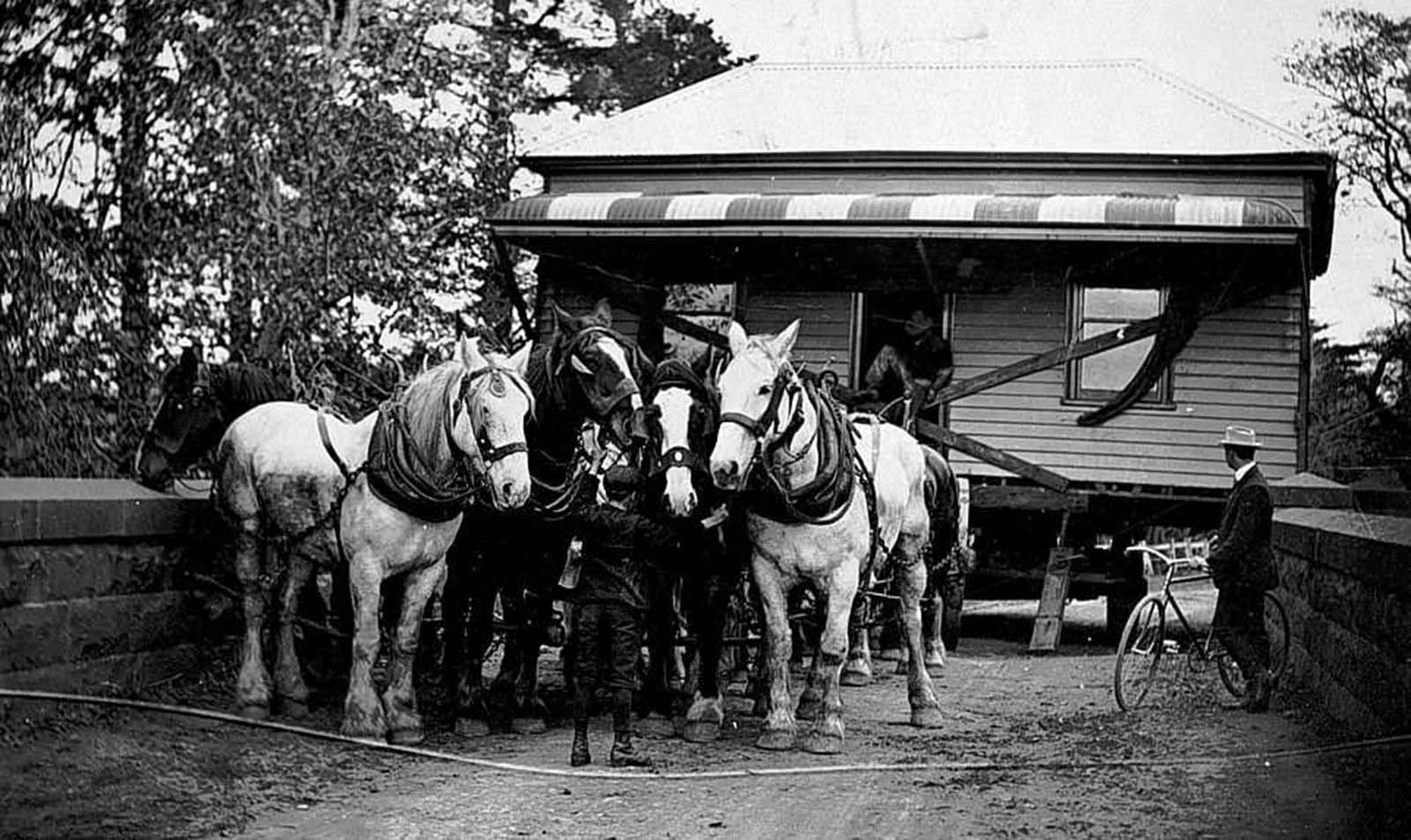 vintage photographs move house horses