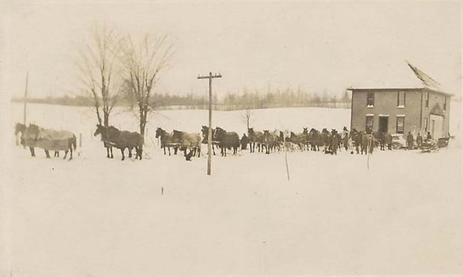 vintage photographs move house horses