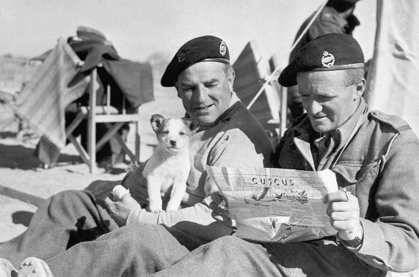 Two British tank officers, somewhere in the North African War Zone, on January 28, 1941, grin at war cartoons in an Italian newspaper. One holds a Mascot - a puppy found during the capture of Sidi Barrani, one of the first Italian bases to fall in the African War. 