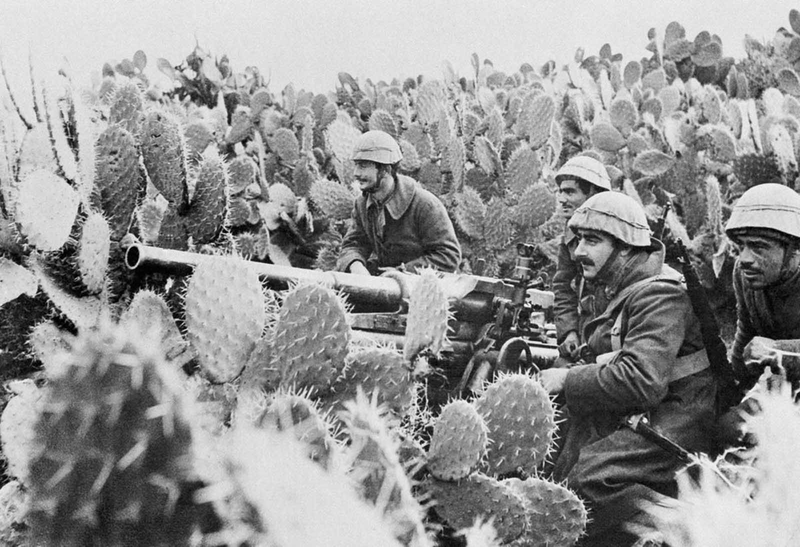 Italian gunners man their light field piece in a field of Tunisian cactus, on March 31, 1943.