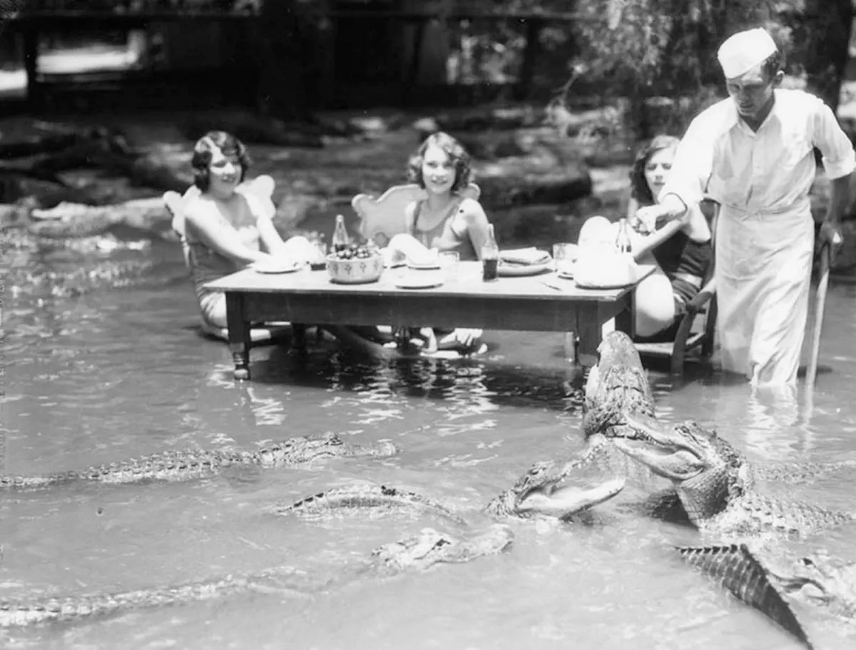 california alligator park photographs