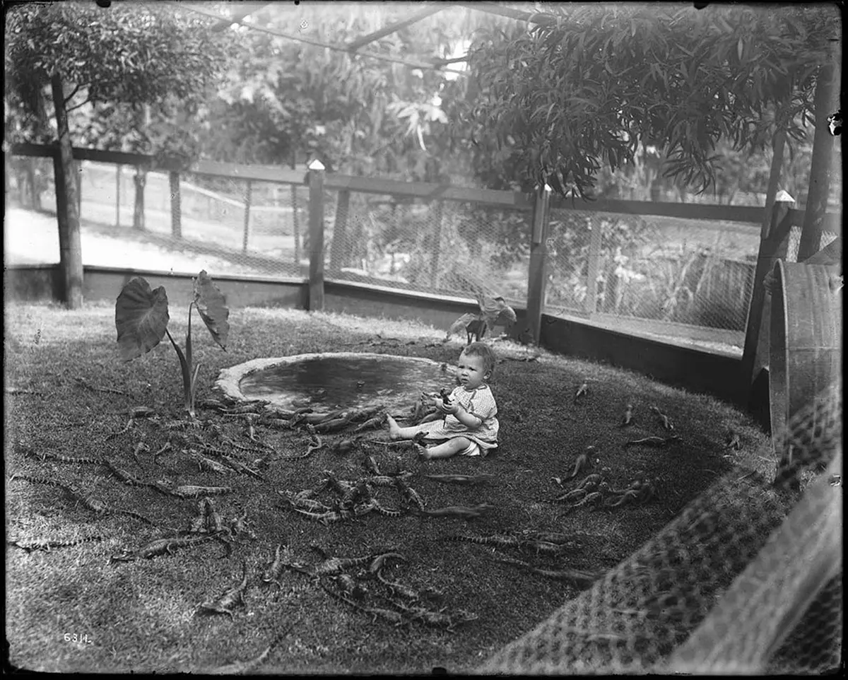 california alligator park photographs