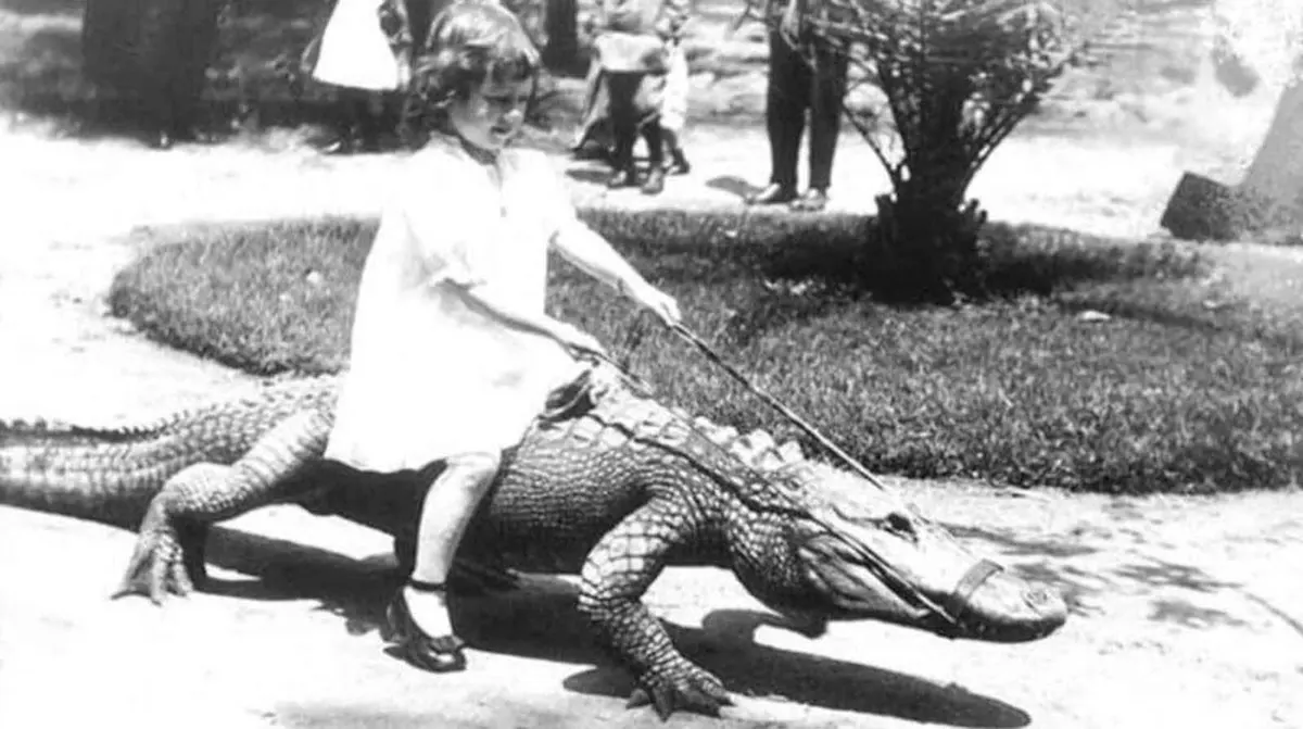 california alligator park photographs